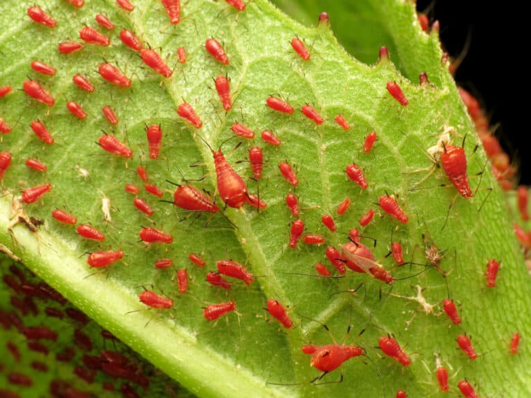 red aphids scattered across a leaf