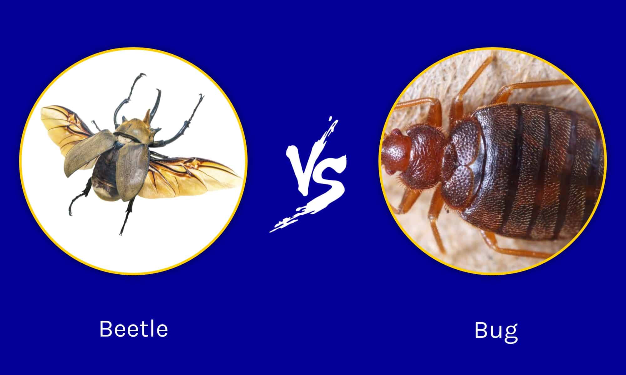 beetles-vs-bugs-what-s-the-difference-a-z-animals