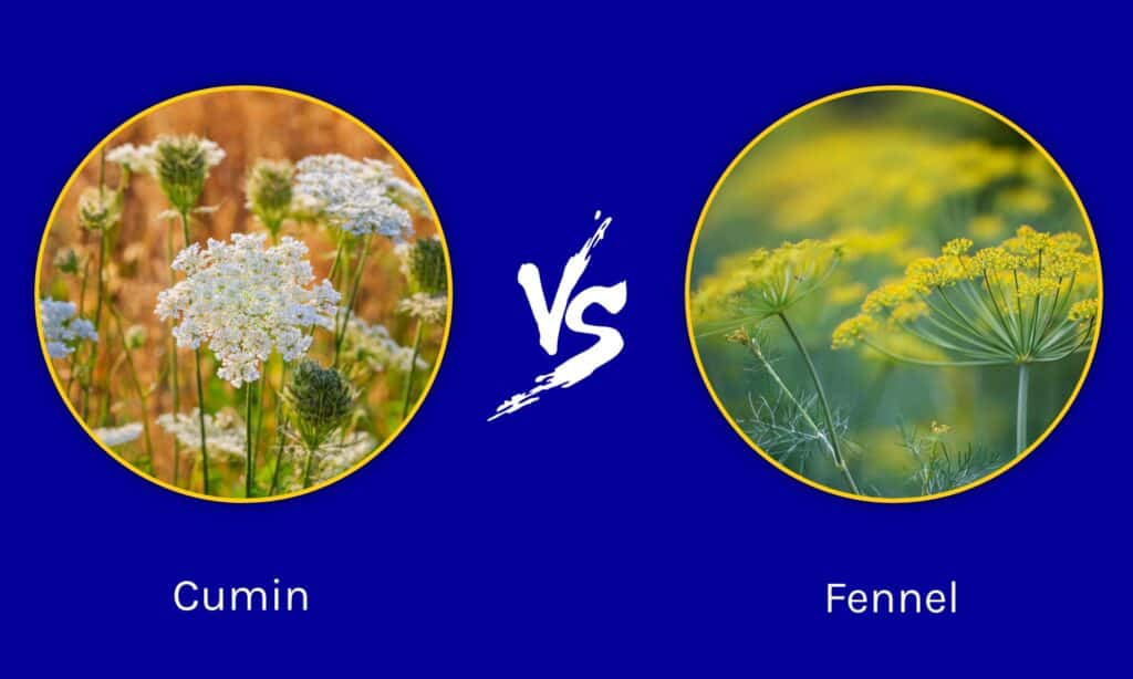 Cumin vs Fennel