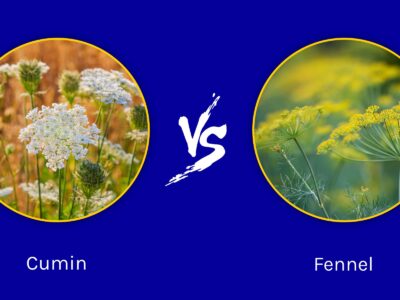 A Cumin vs Fennel: What Are Their Differences?