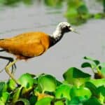 Madagascar Jacana