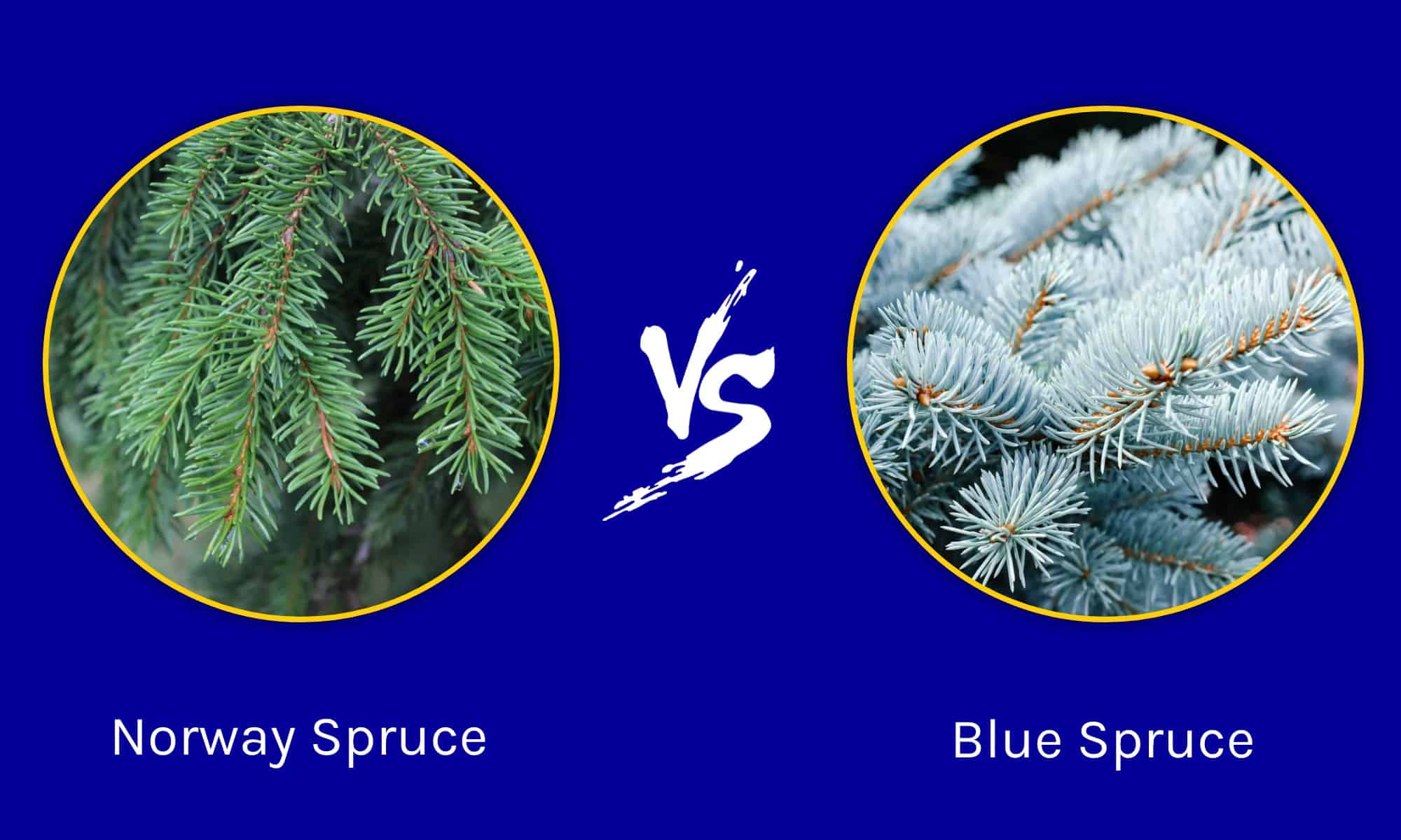 Norway Spruce Vs. Blue Spruce: What's The Difference? - A-z Animals