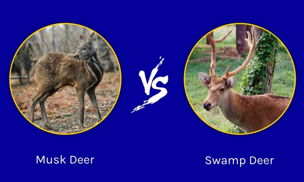 Musk Deer vs Swamp Deer