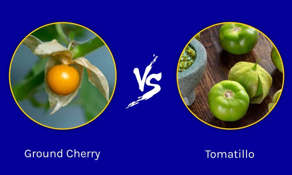 Ground Cherry vs Tomatillo