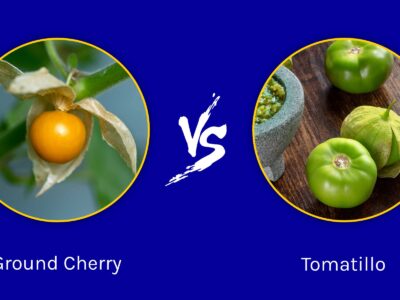 A Ground Cherry vs. Tomatillo: What Are the Differences?