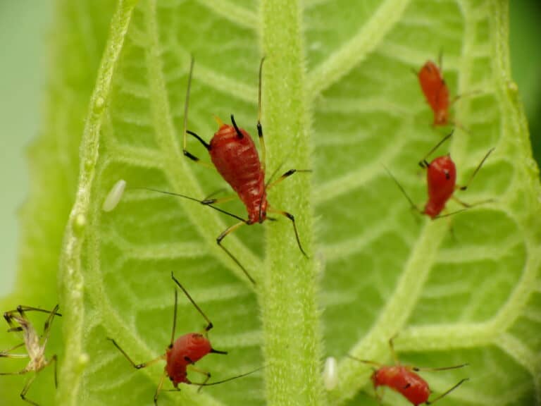 red aphids up close