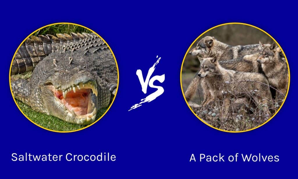 Epic Battles: Saltwater Crocodile vs A Pack of Wolves - AZ Animals
