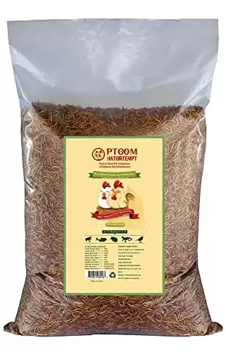Dried Mealworms from Hatortempt