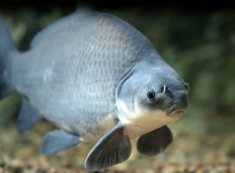 Buffalo Fish