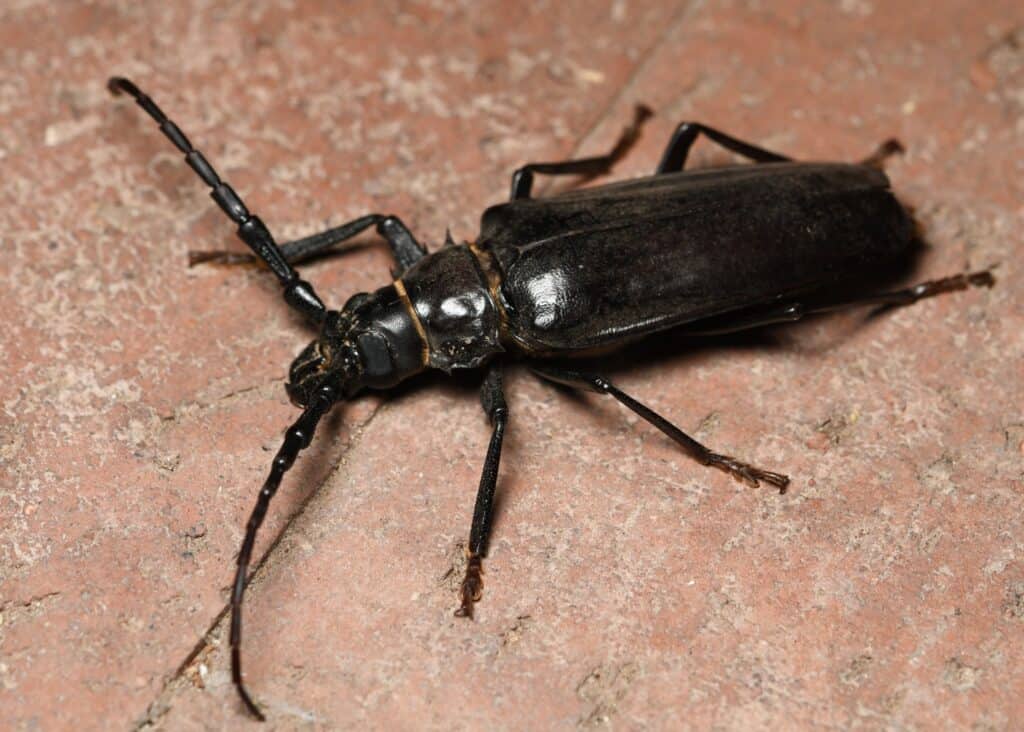 Palo verde insect