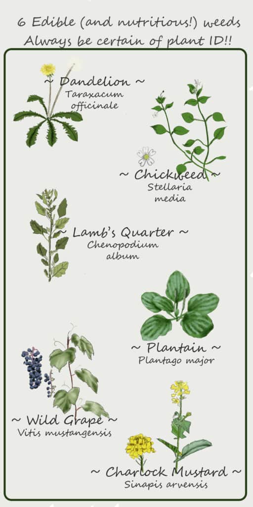 common edible plants