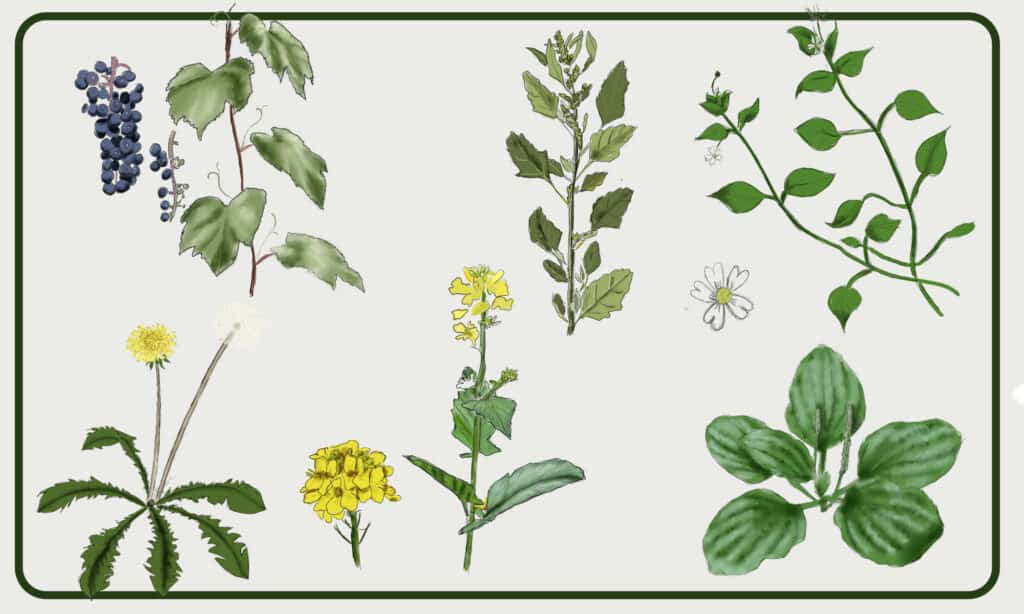 Learn about 6 edible wild plants