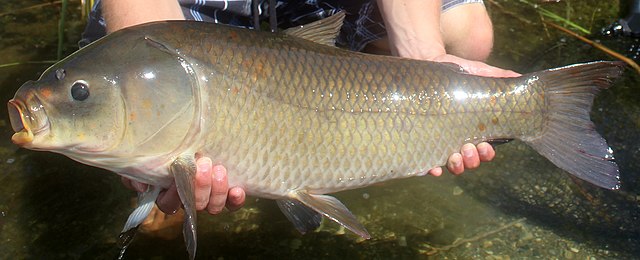 Pescatore che tiene pesce bufalo bigmouth