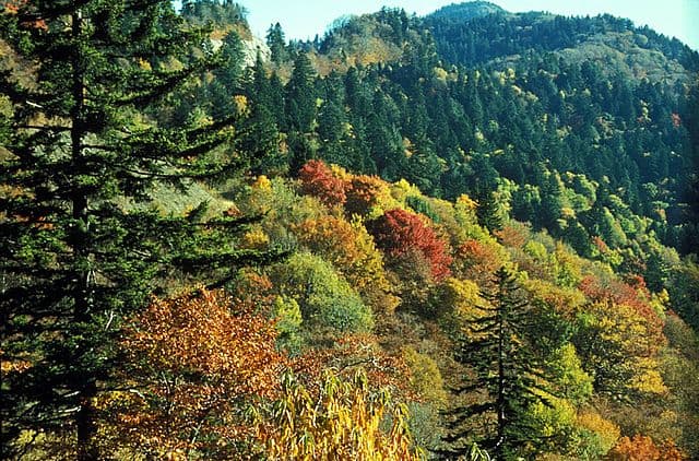 Image of deciduous trees canopy near Newfound Gap in the fall.