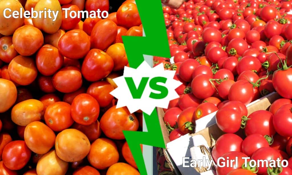 Celebrity Tomato vs Early Girl Tomato