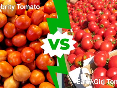 A Celebrity Tomato vs Early Girl Tomato