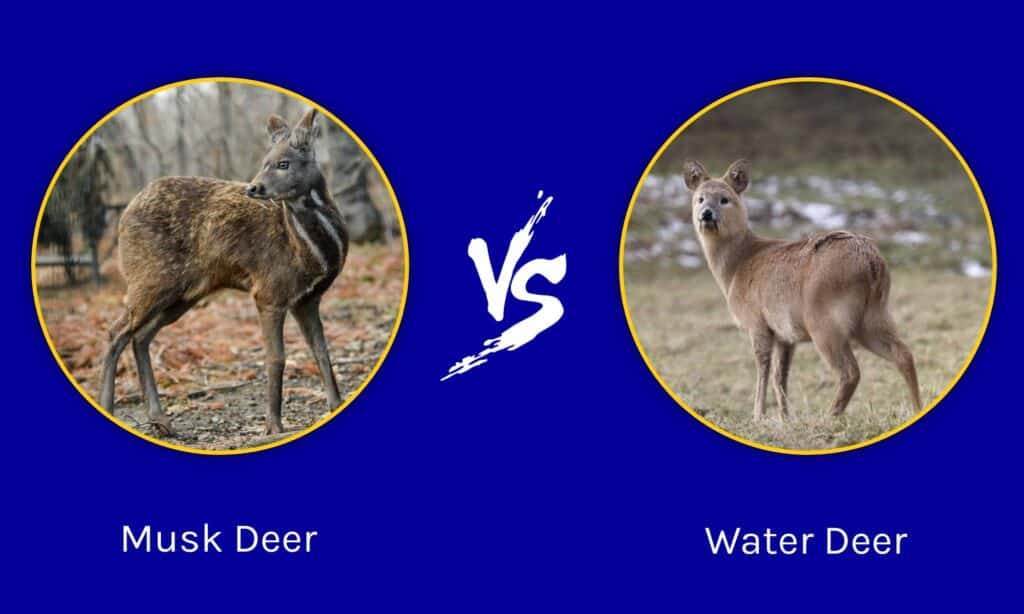 Musk Deer vs Water Deer