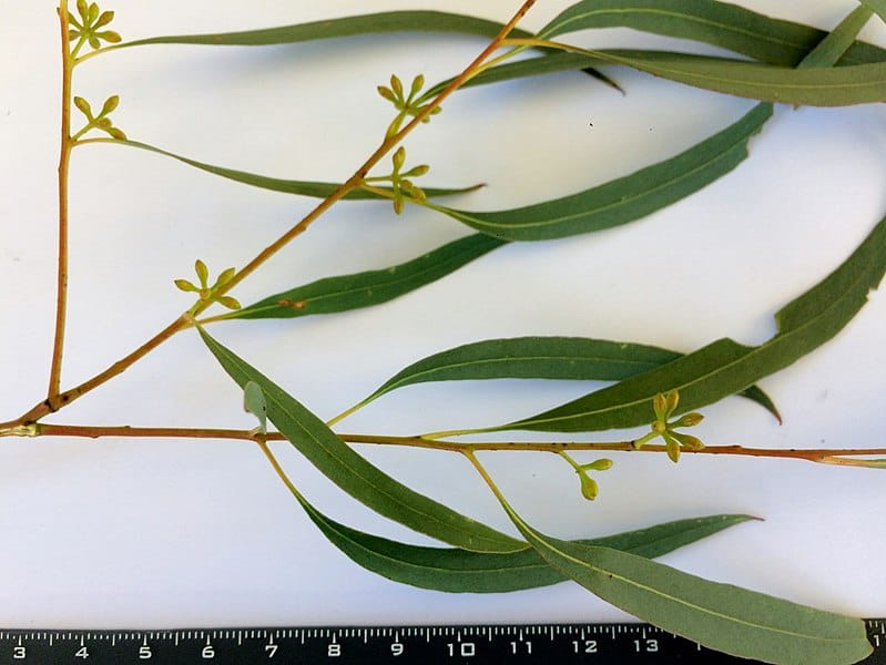 Eucalyptus radiata leaves and buds next to a ruler on a white surface