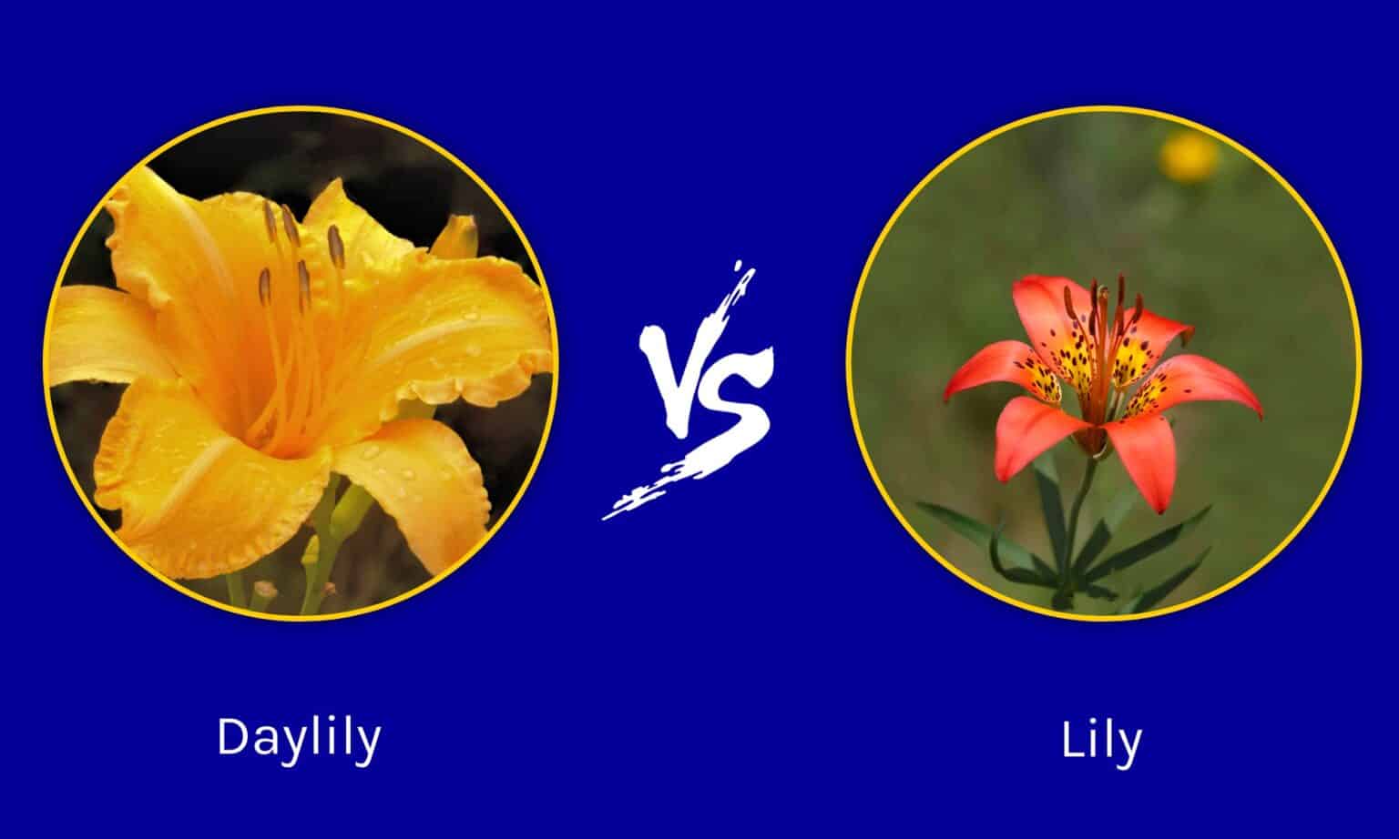 Daylily vs Lily: What Are Their Differences? - A-Z Animals