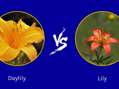 A Daylily vs Lily: What Are Their Differences?