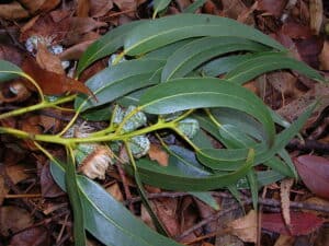 Eucalyptus Globulus vs. Radiata: What Are The Differences? Picture