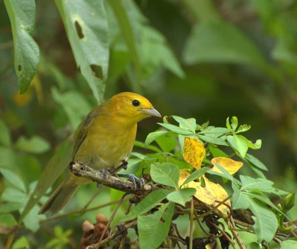 Orange Tanager