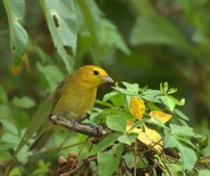 Orange Tanager