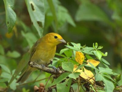 Orange Tanager (Orange-Headed Tanager) Picture
