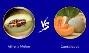 Athena Melon vs. Cantaloupe: What’s the Difference? Picture
