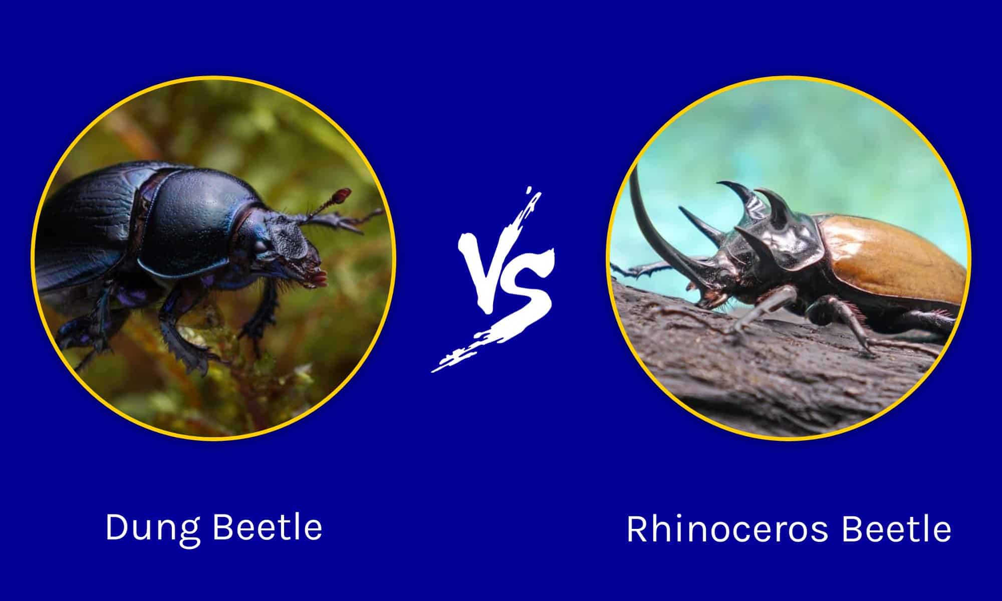 Dung Beetle vs. Rhinoceros Beetle: What Are The Differences? - A-Z Animals