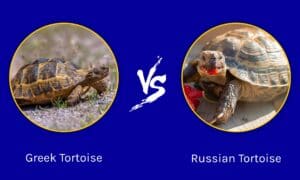 Greek Tortoise vs. Russian Tortoise Picture