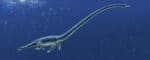Plesiosaurs