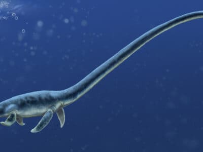 A Plesiosaur