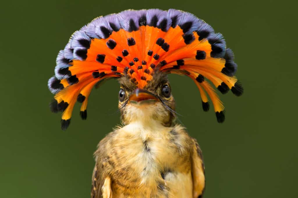 Amazonian Royal Flycatcher