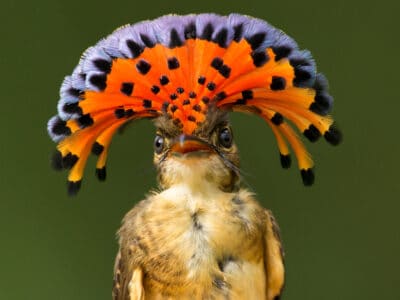 A Amazonian Royal Flycatcher
