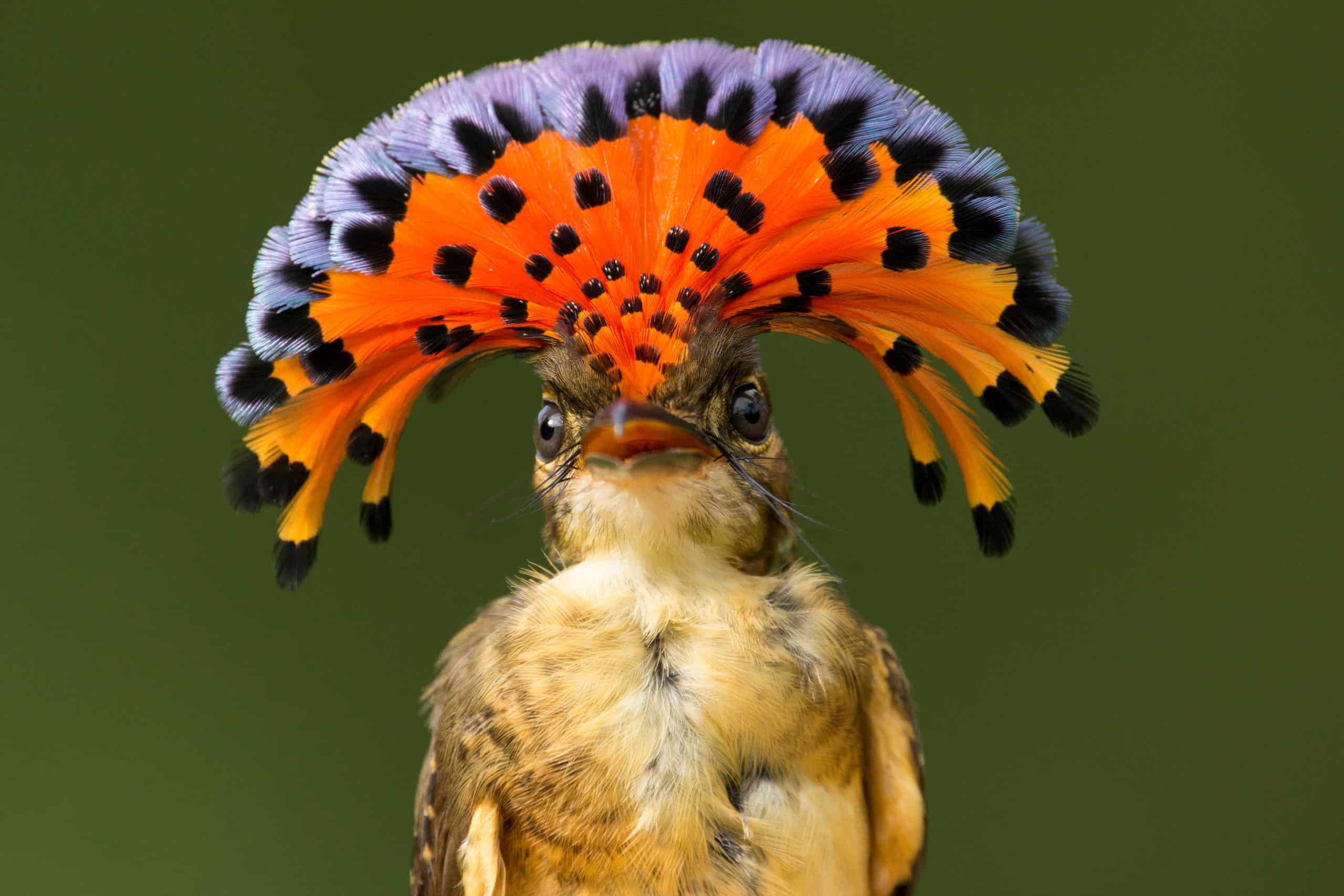 Meet The 12 Cutest Birds In The World - AZ Animals