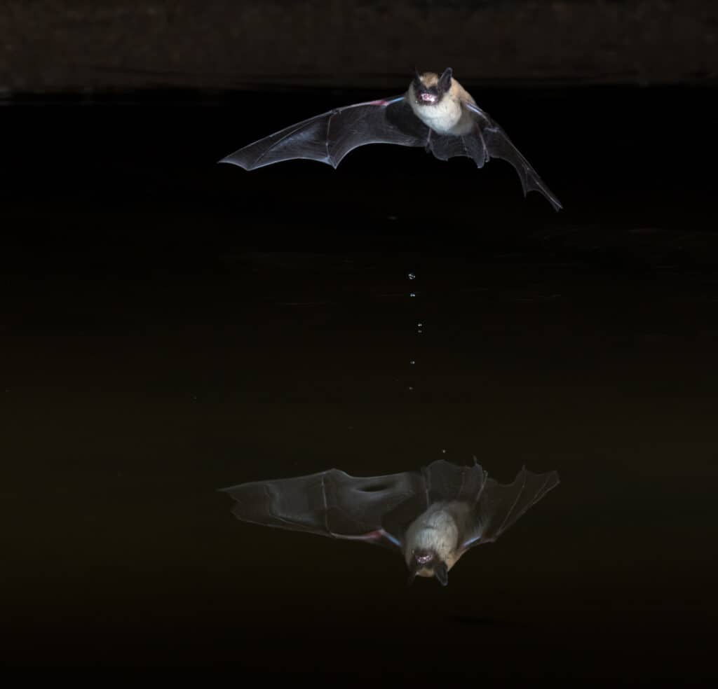 Western Pipistrelle, American Parastrelle, or Canyon Bat