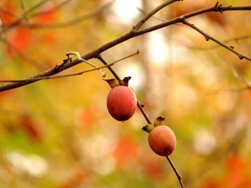 American Persimmons looking delicious on a native tree