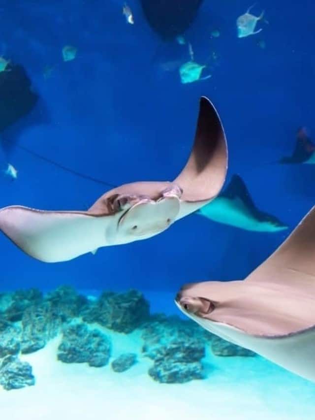 Are Stingrays Dangerous Cover image