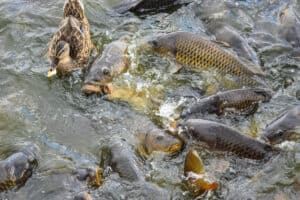 Asian carp eating