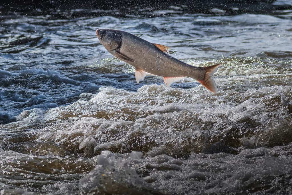 Asian carp jumping