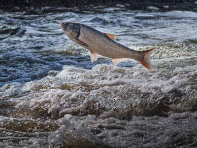 A Asian Carp Quiz: Test Your Carp Knowledge!