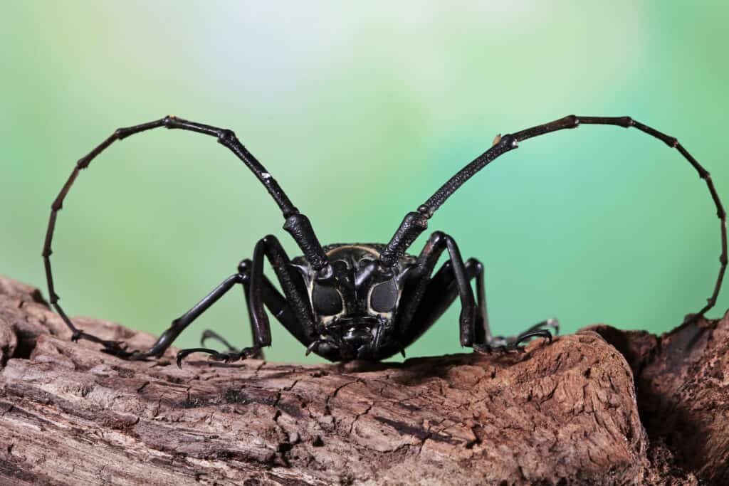 Asian longhorn beetle