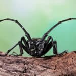 Asian longhorned beetle