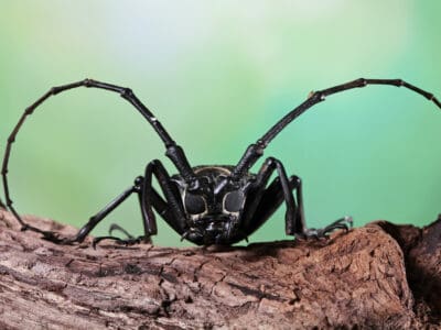 Asian Longhorn Beetle Picture