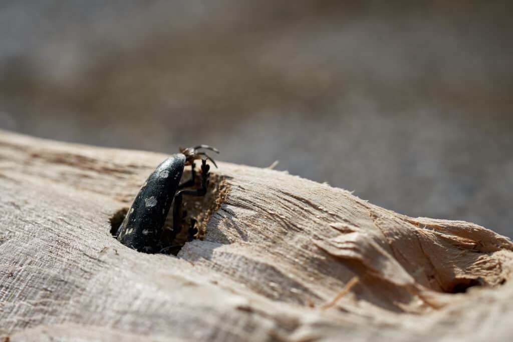 Asian longhorn beetle