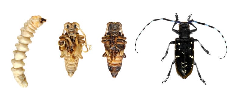 Asian longhorn beetle lifecycle