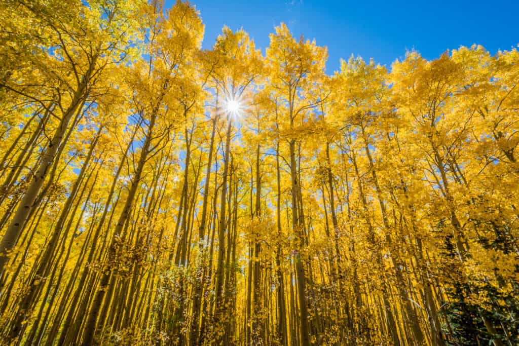 Autumn in New Mexico