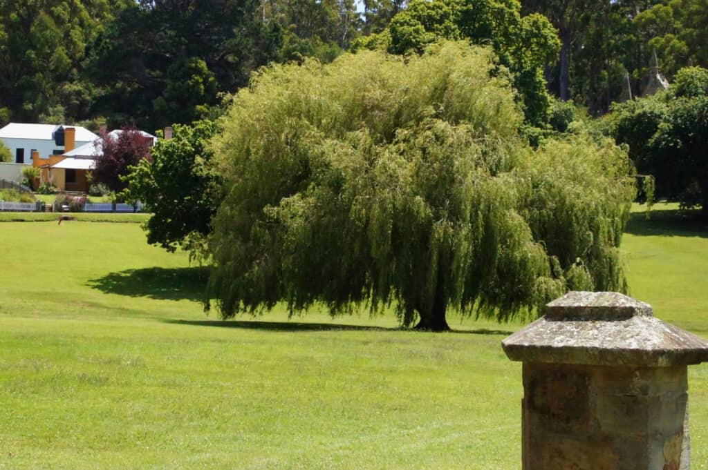 Weeping Willow Trees at the Port Arthur Historic Site, Tasmania, Australia