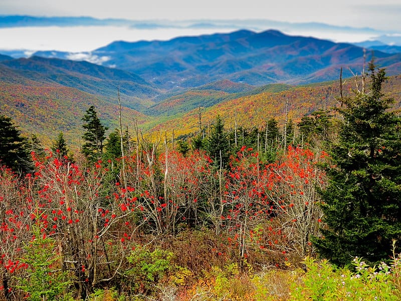 View of trees adorned with fall colors from Clingmans Dome